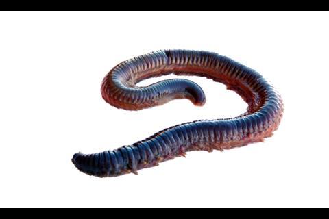 Dragon’s farm-produced Nereis virens polychaete.